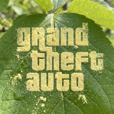 Logo Pollen Dust Spring Leaf Macro Nature Photography